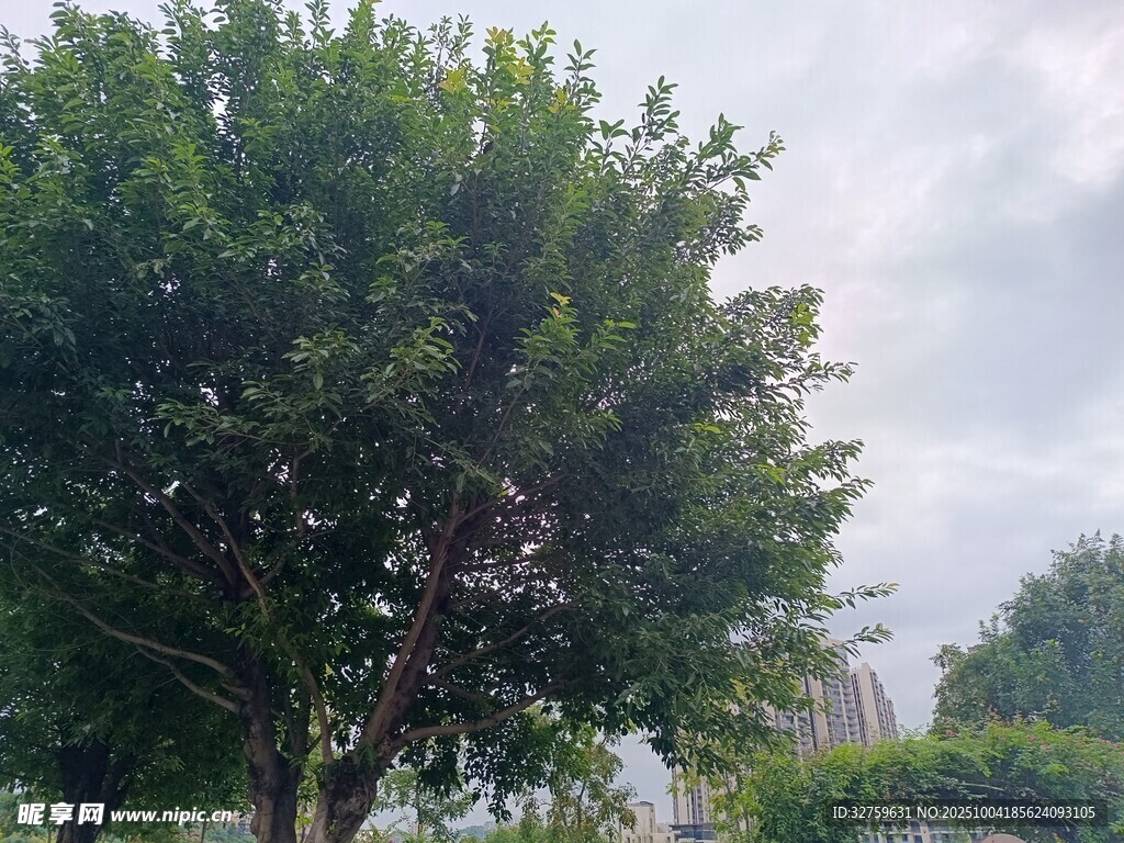 綠葉繁茂的樹木