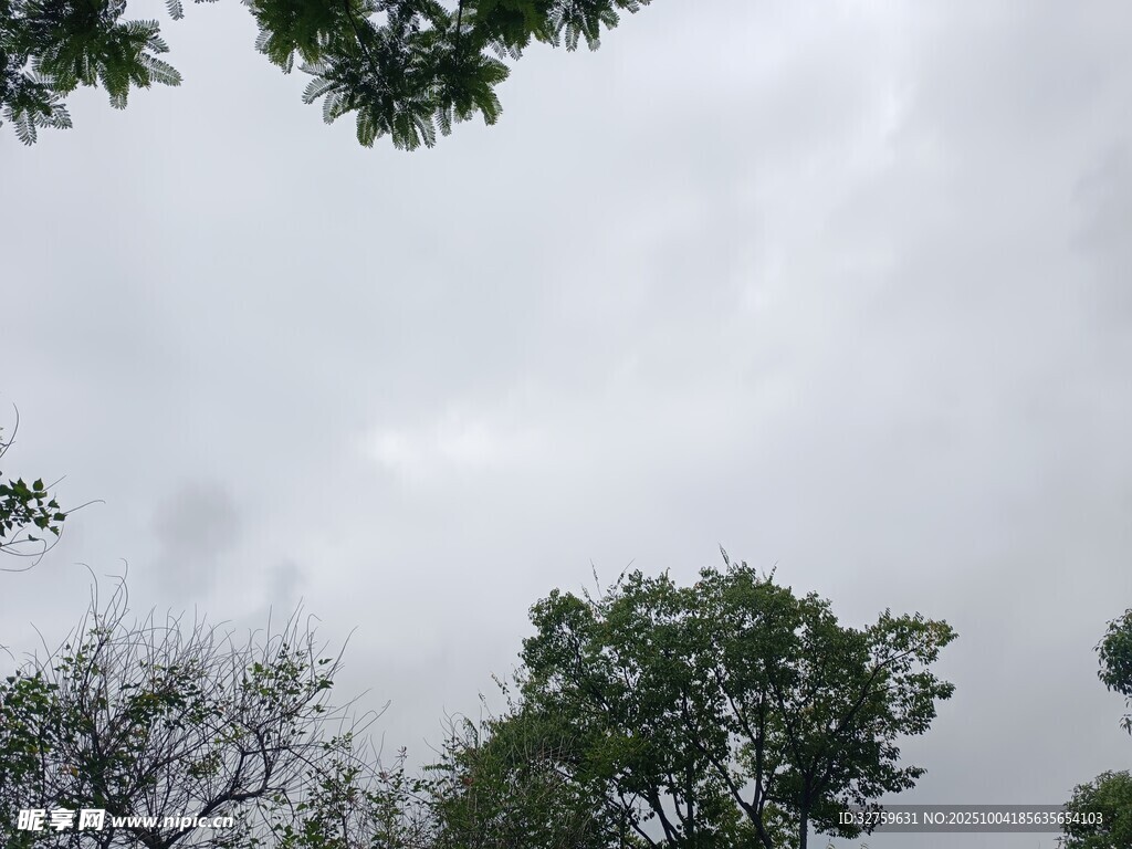 仰視天空中的樹(shù)木