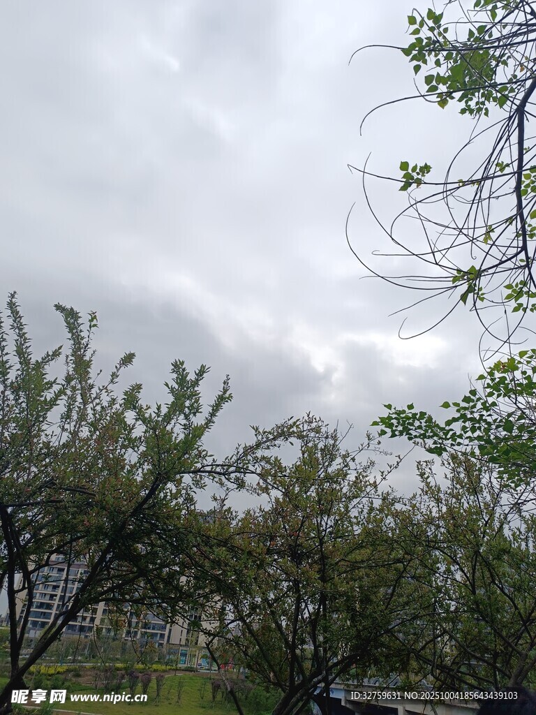 陰天中的綠樹(shù)景致