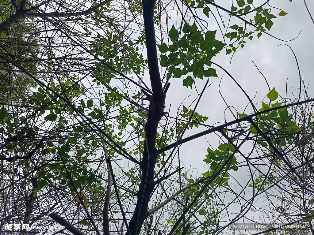 枝頭新綠