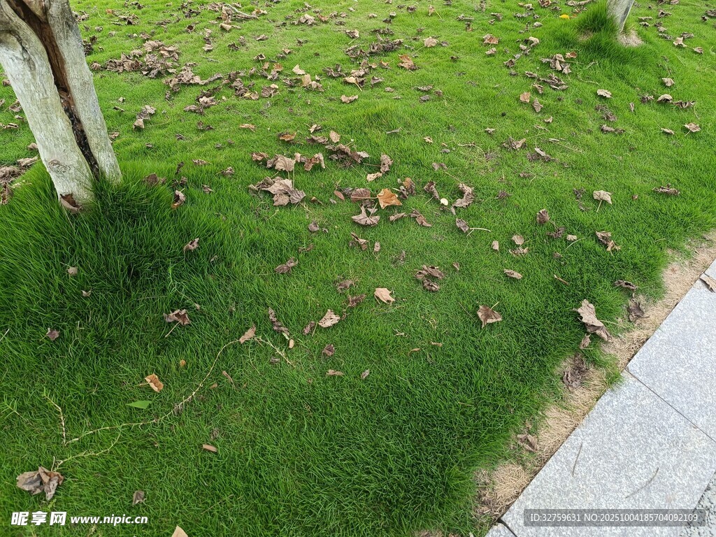路邊翠綠草地與落葉