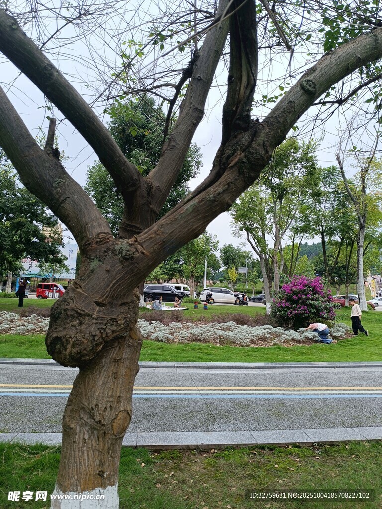路邊光禿樹(shù)木與綠植景觀