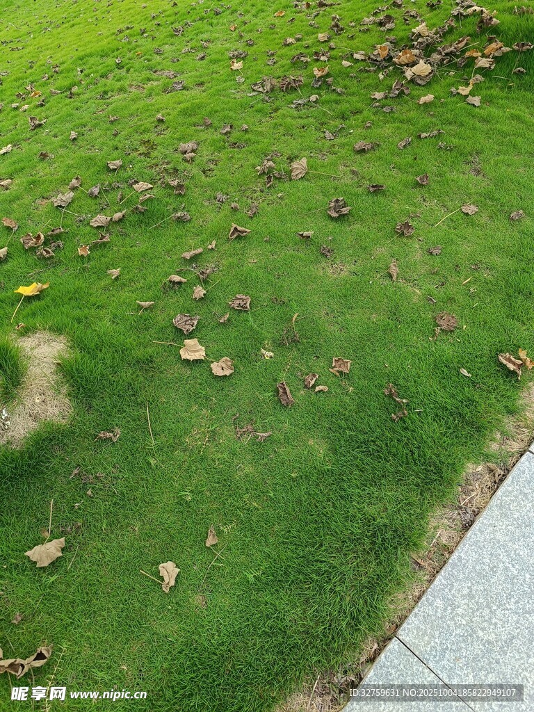 草地落葉景象
