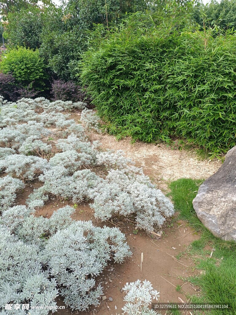 銀葉植物裝點(diǎn)的花園角落