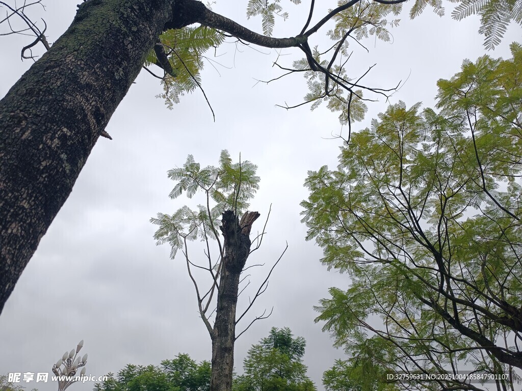 雨中樹(shù)木景觀