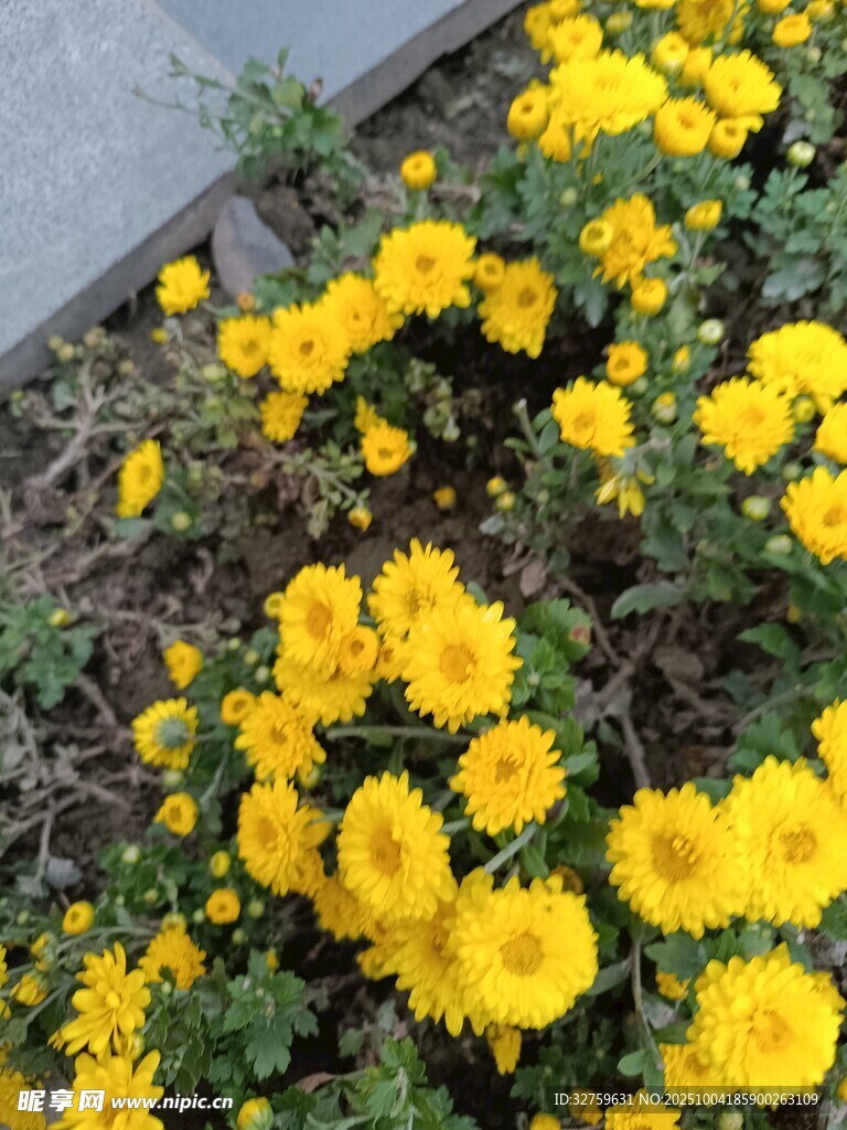 金黃燦爛的菊花綻放