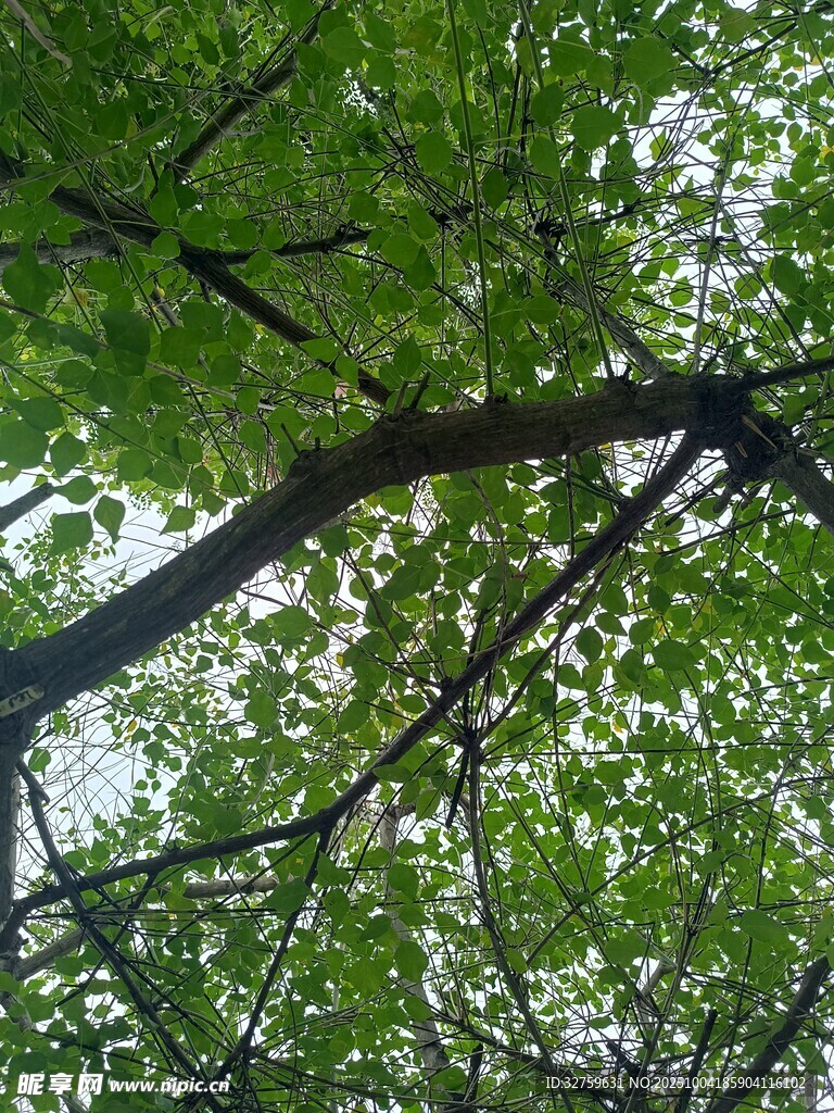 仰視翠綠繁茂的樹枝