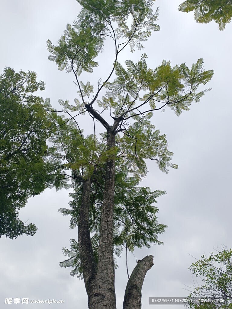 挺拔樹木