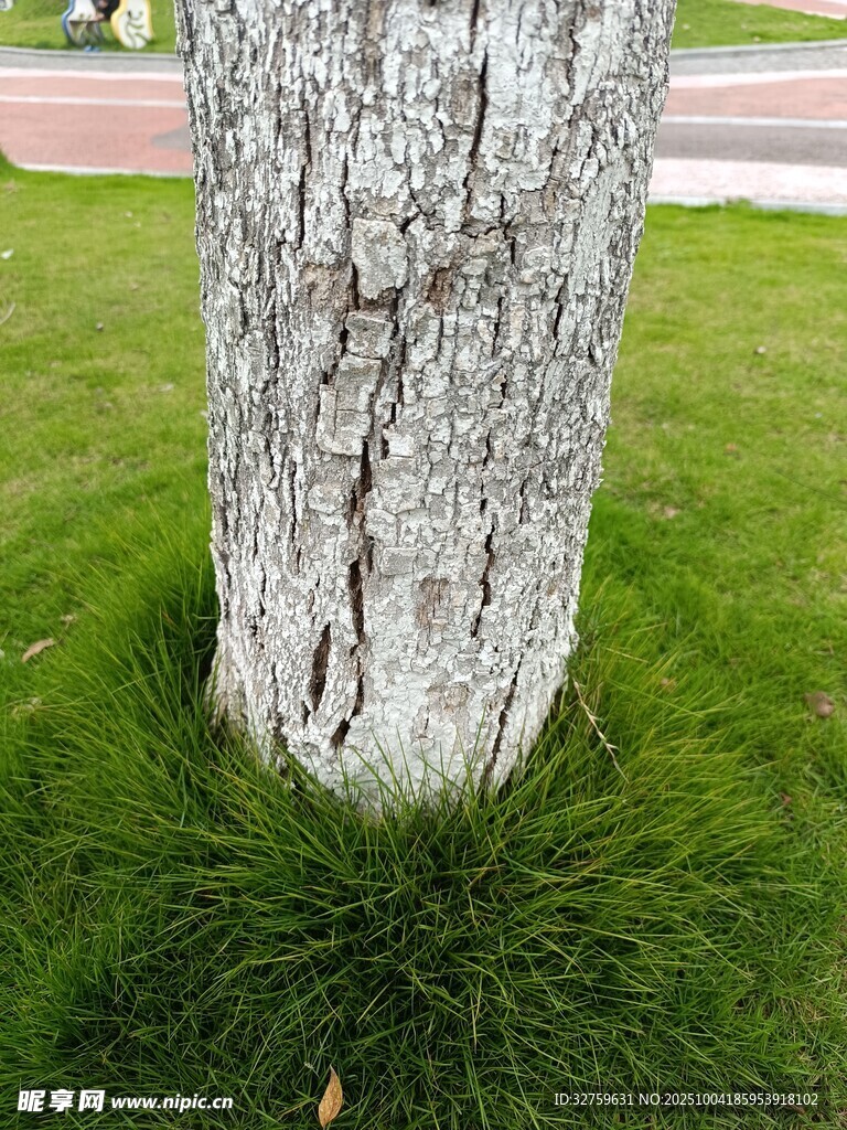 樹干基部的翠綠草叢