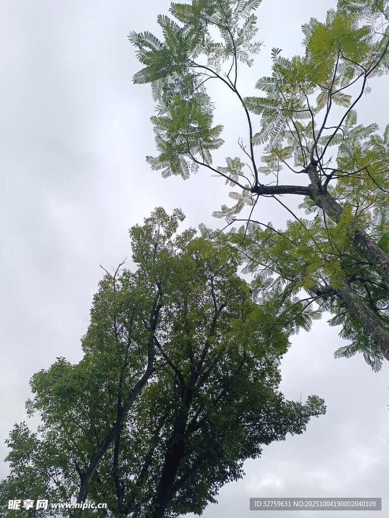 仰視視角下的繁茂綠樹