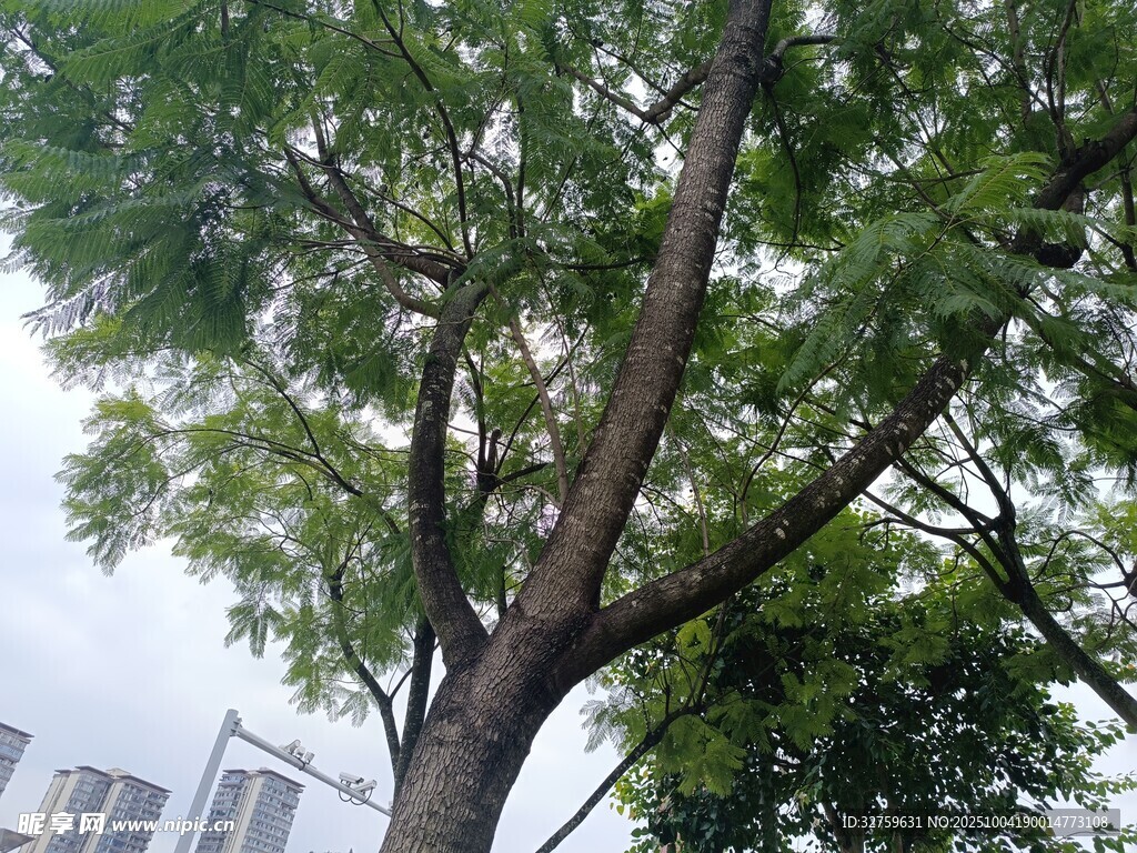 高大繁茂的綠樹