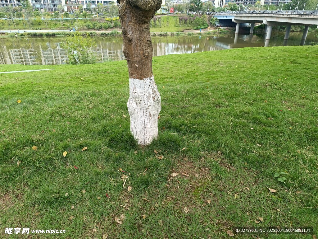 樹干底部涂白的公園草地