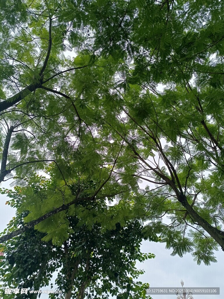 枝葉繁茂的樹木景觀