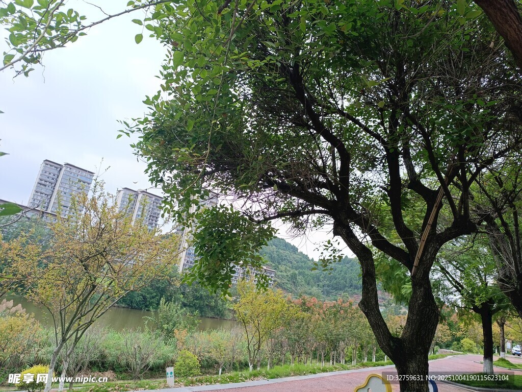 城市公園綠樹景觀