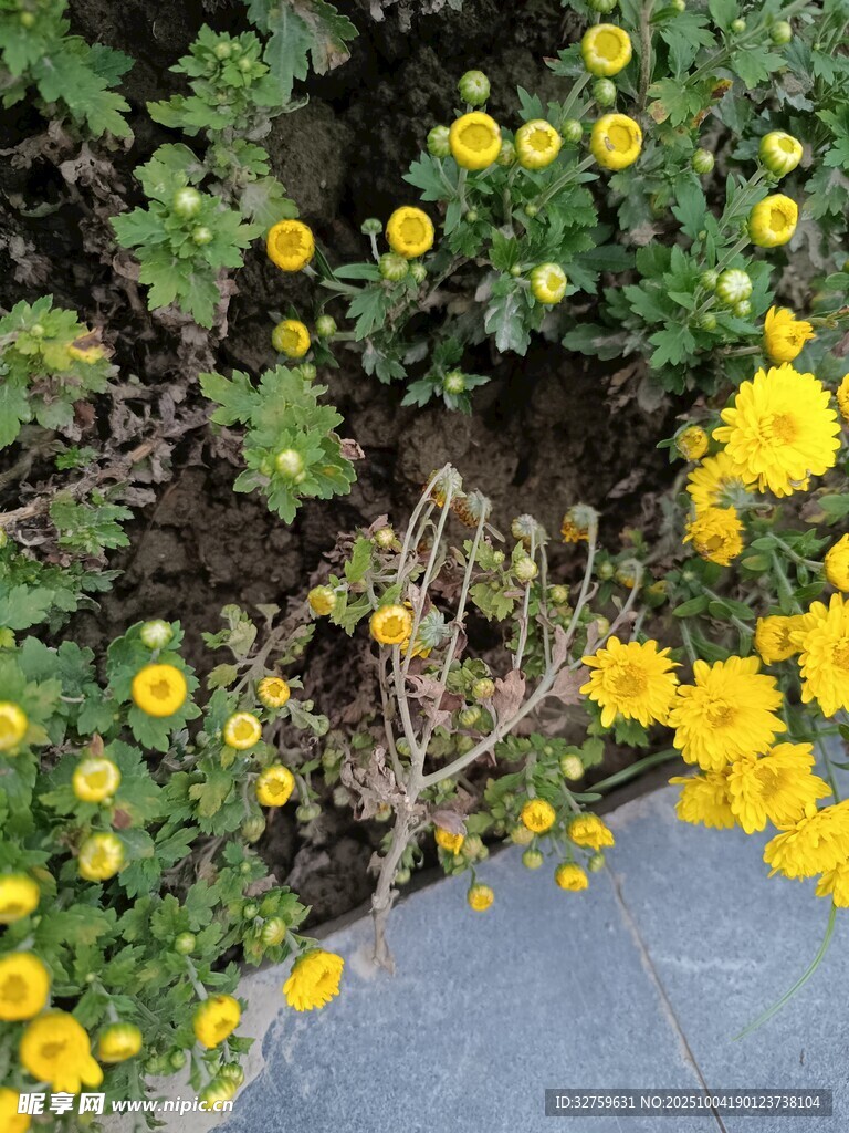 路邊綻放的黃色小花