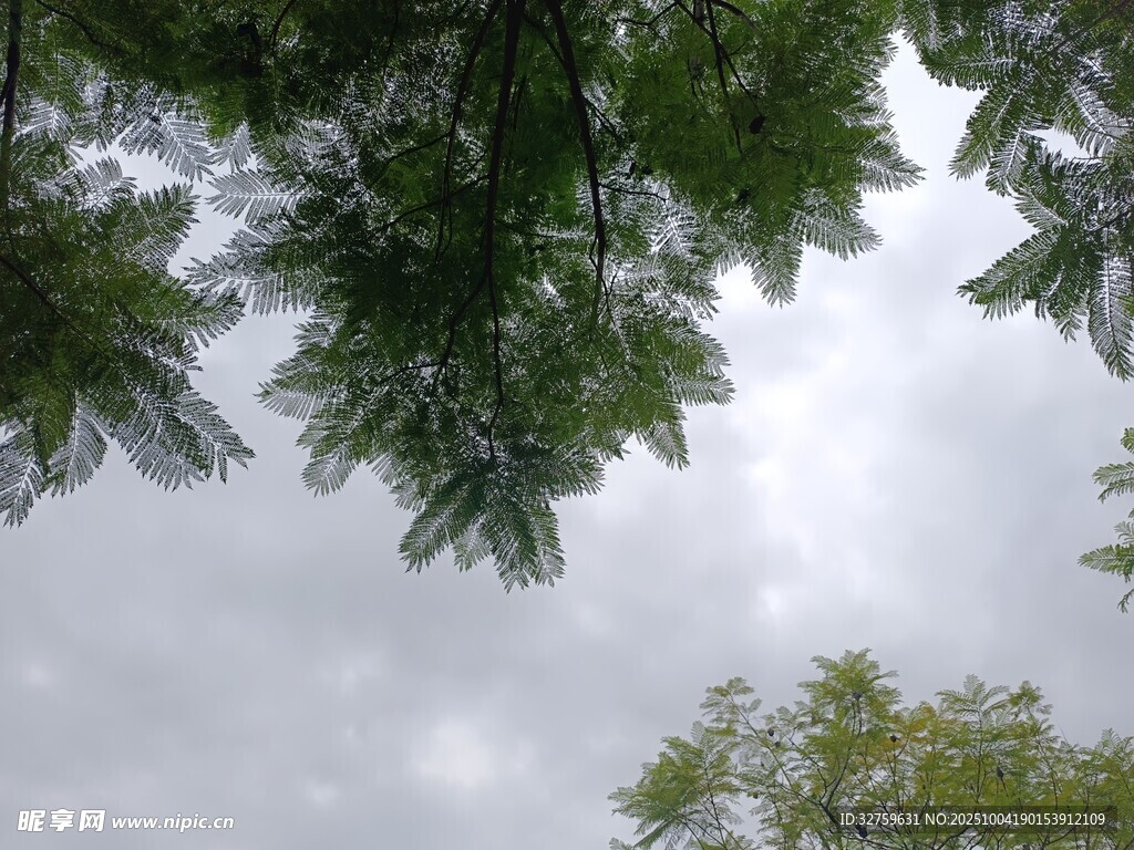 仰視繁茂枝葉與天空