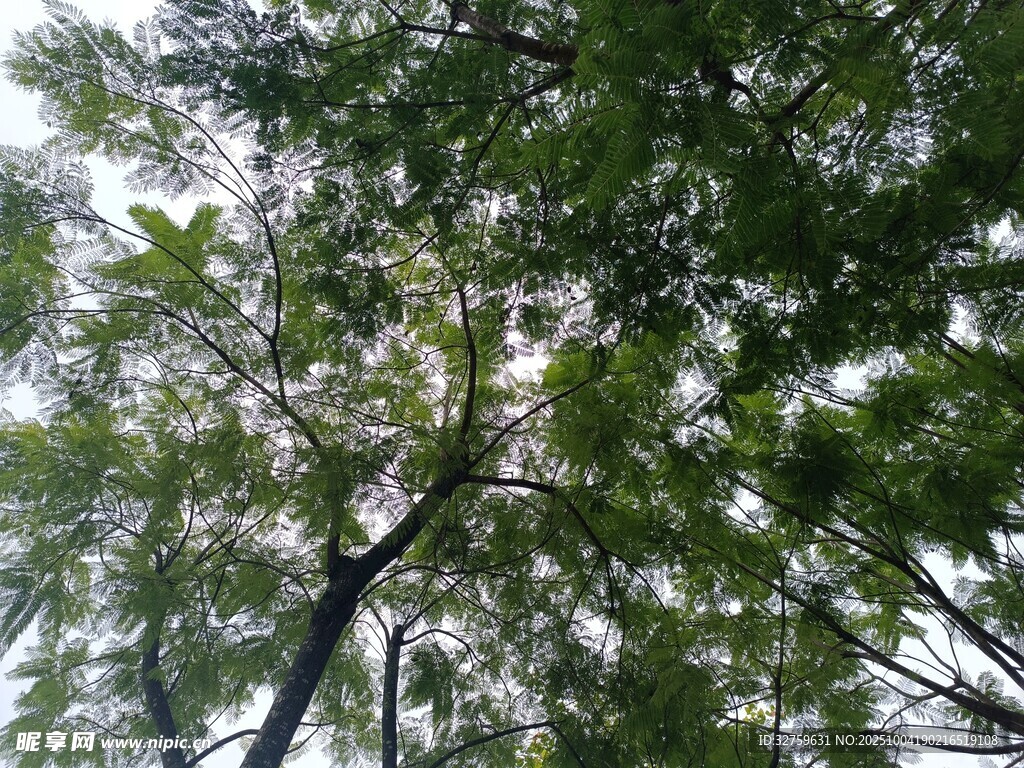 仰視茂密枝葉