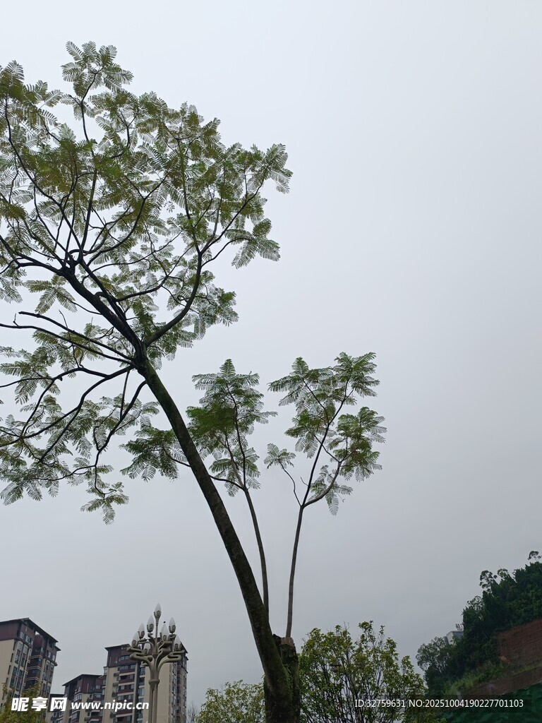 傾斜樹木與遠(yuǎn)處建筑景觀