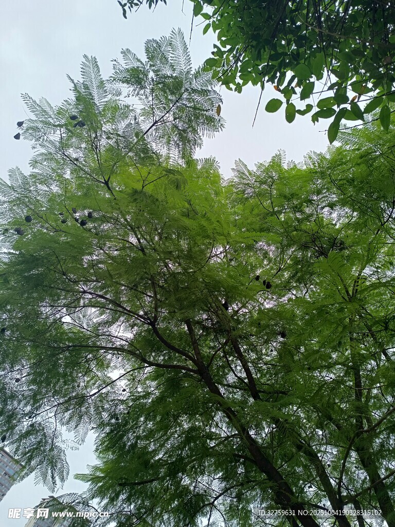 仰視茂密蔥郁的綠樹