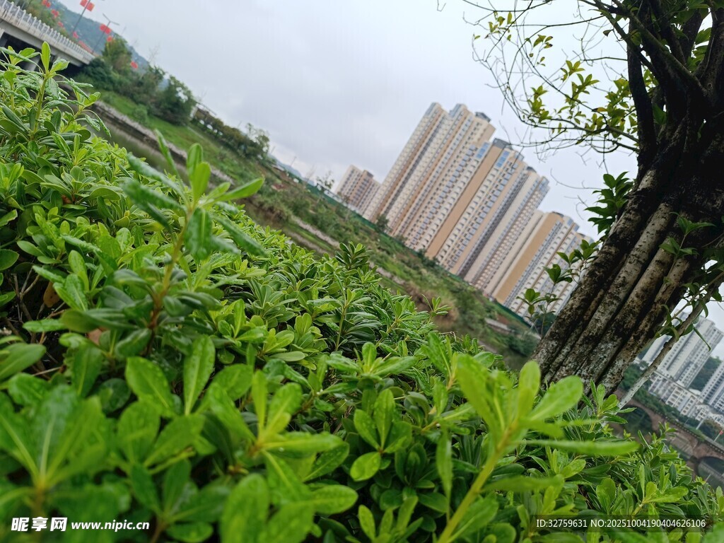 城市綠地旁的高樓景觀