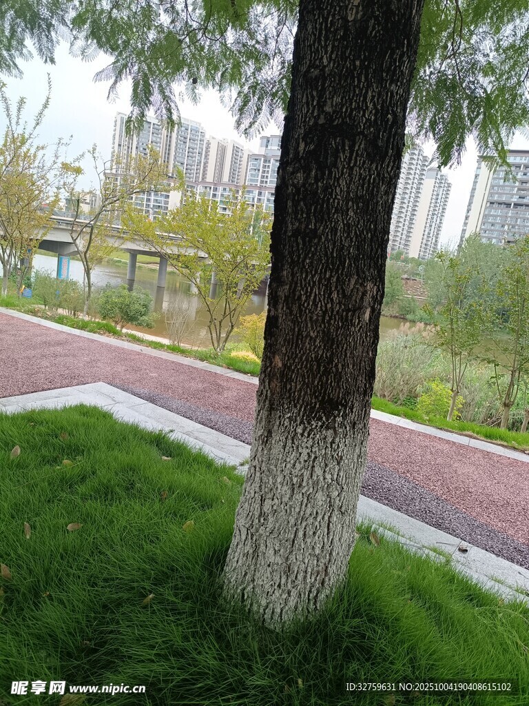 公園樹下的清新景致