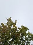 樹梢上的綠意