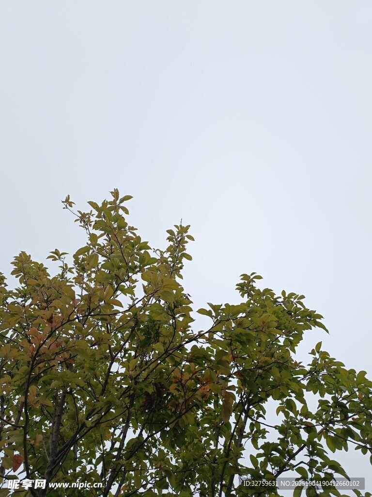 樹梢上的綠意