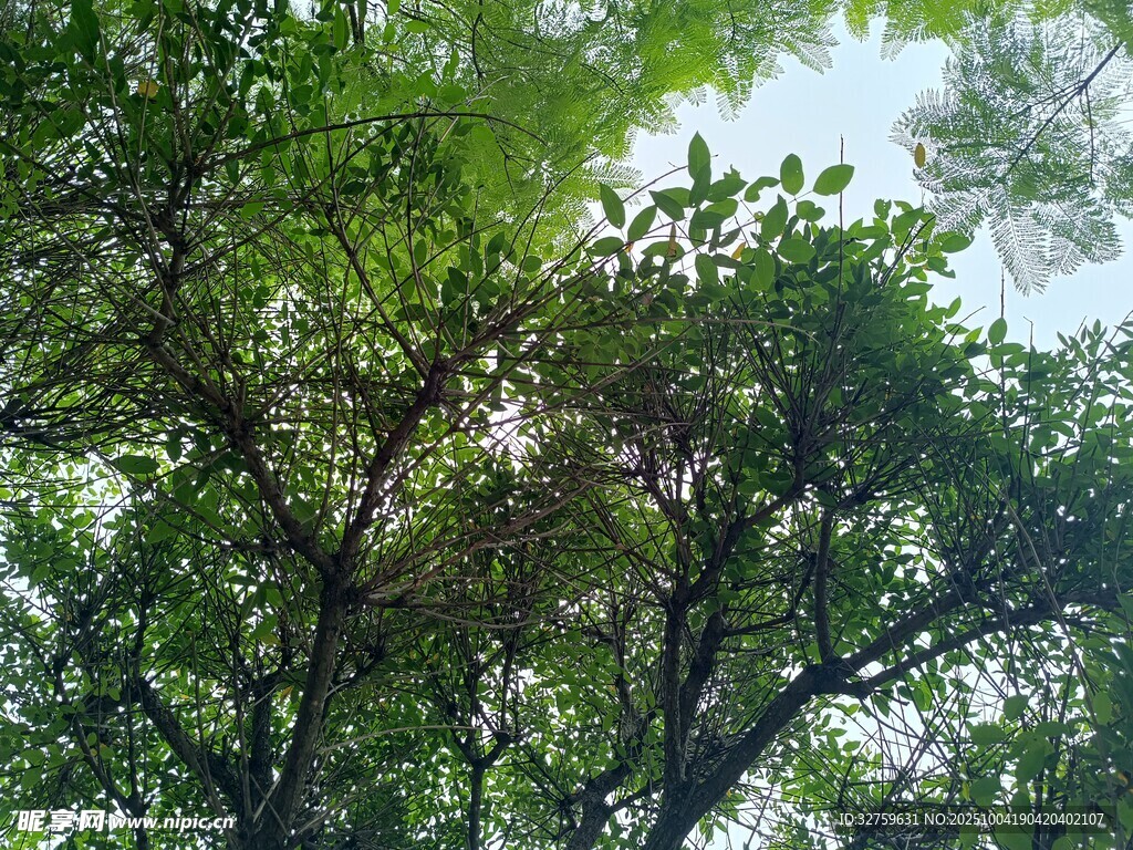仰視茂密綠蔭樹冠