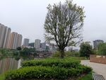 城市公園中的綠樹與景觀