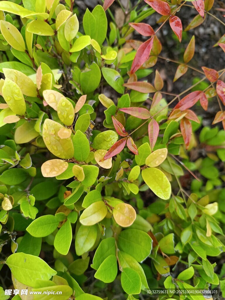 多彩葉片植物特寫