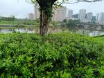 城市河畔綠植景觀