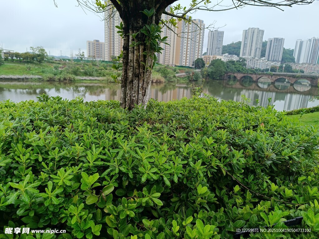 城市河畔綠植景觀