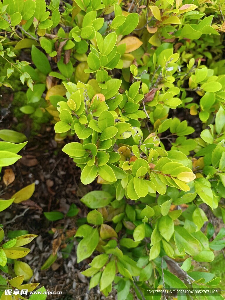 翠綠繁茂的植物景觀