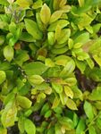 翠綠繁茂的植物葉片