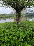 湖畔綠樹綠植景致