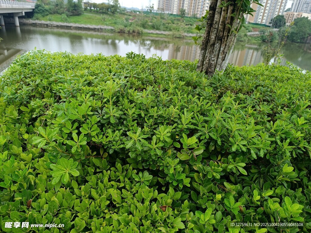 河畔蔥郁綠植景觀