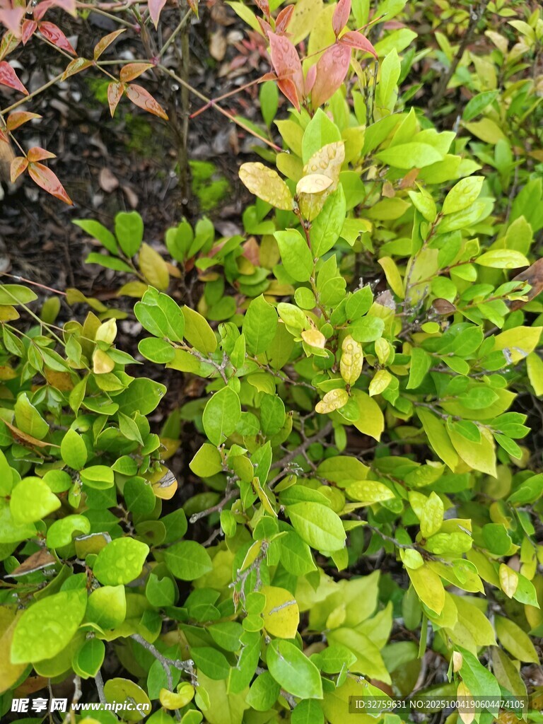 翠綠多彩的繁茂植物