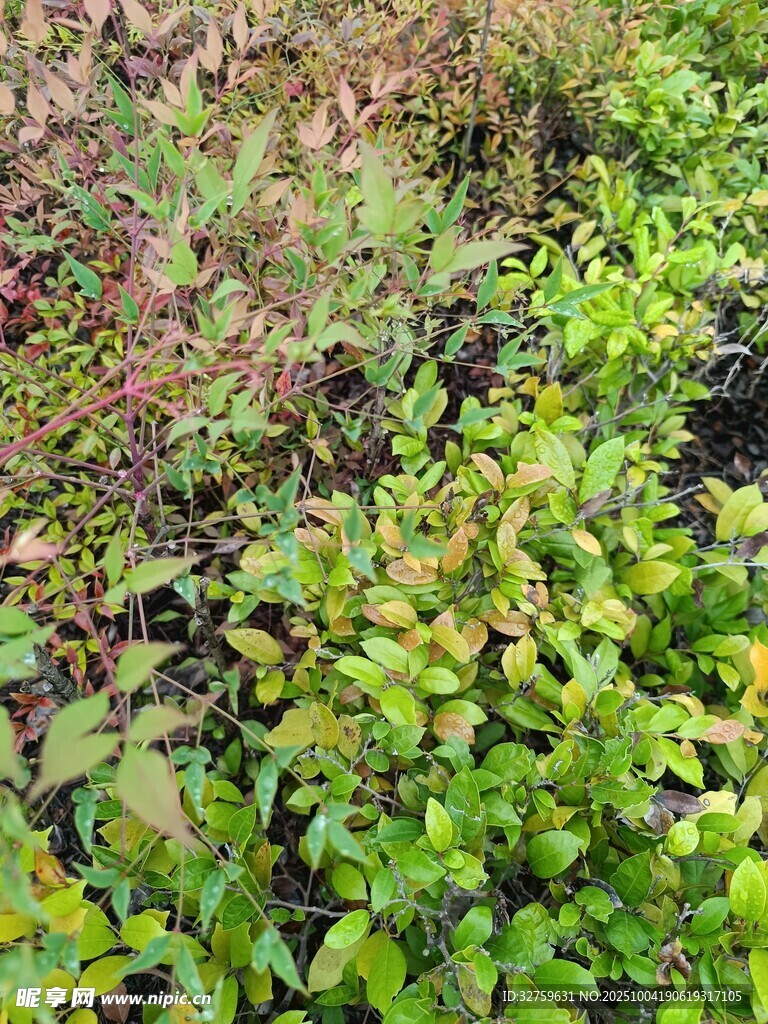 多彩綠植景觀