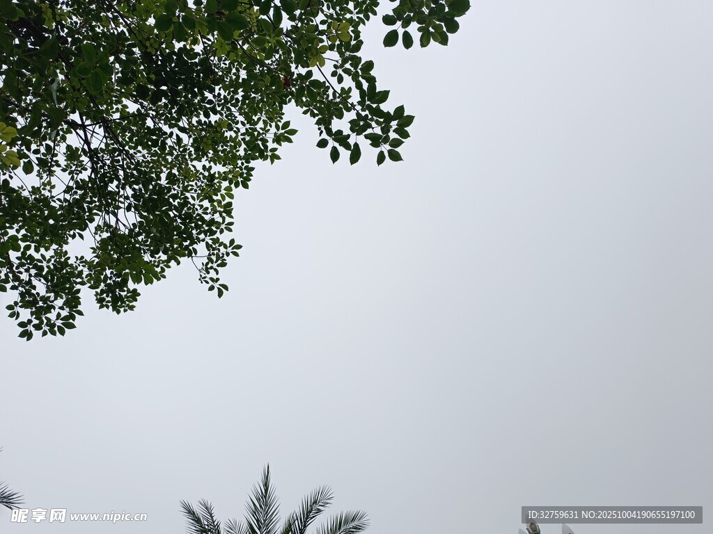 樹梢上的天空與綠葉