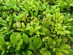 翠綠繁茂的植物景觀