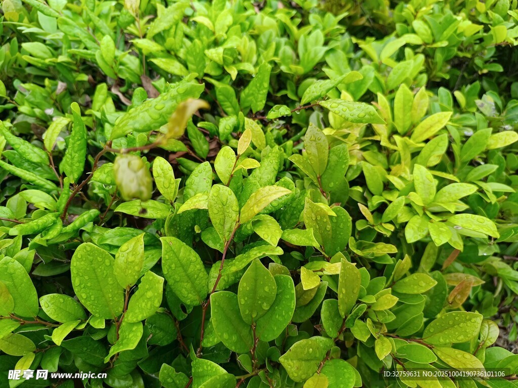 翠綠繁茂的植物景觀
