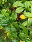 翠綠葉片的生機(jī)植物