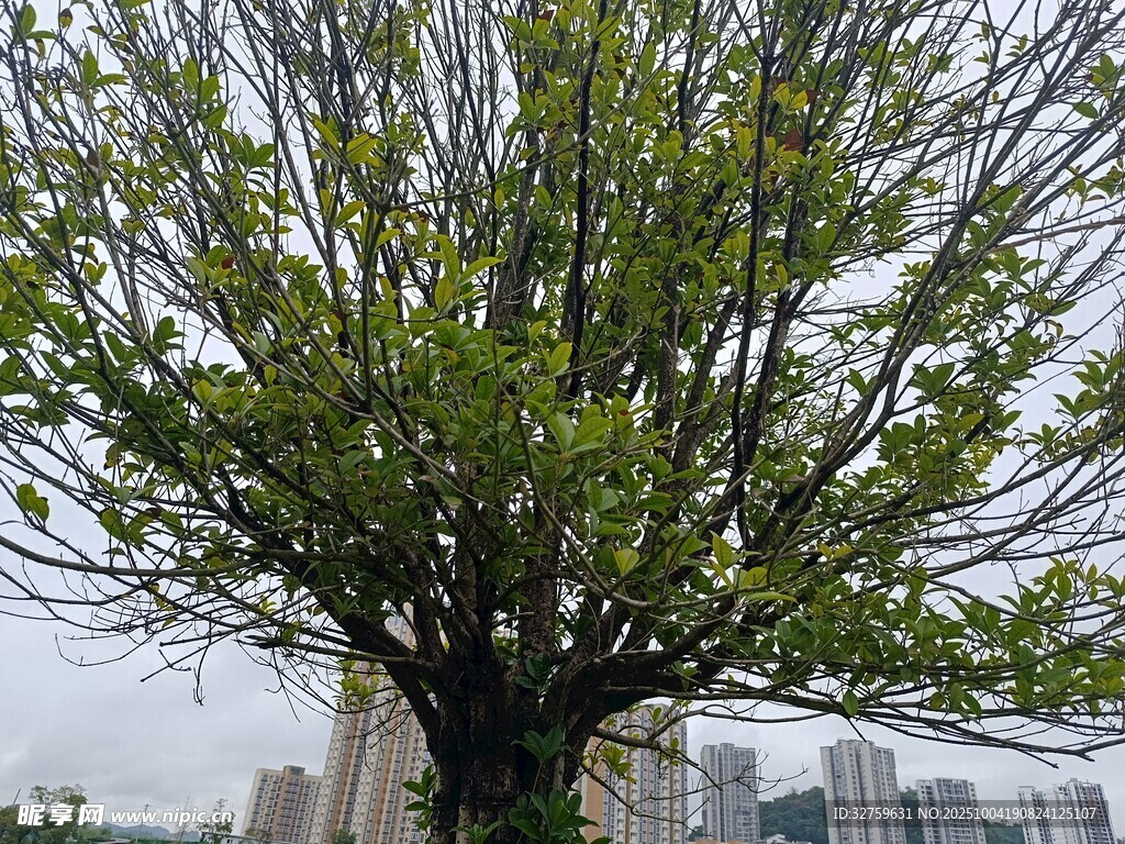 城市中繁茂的大樹