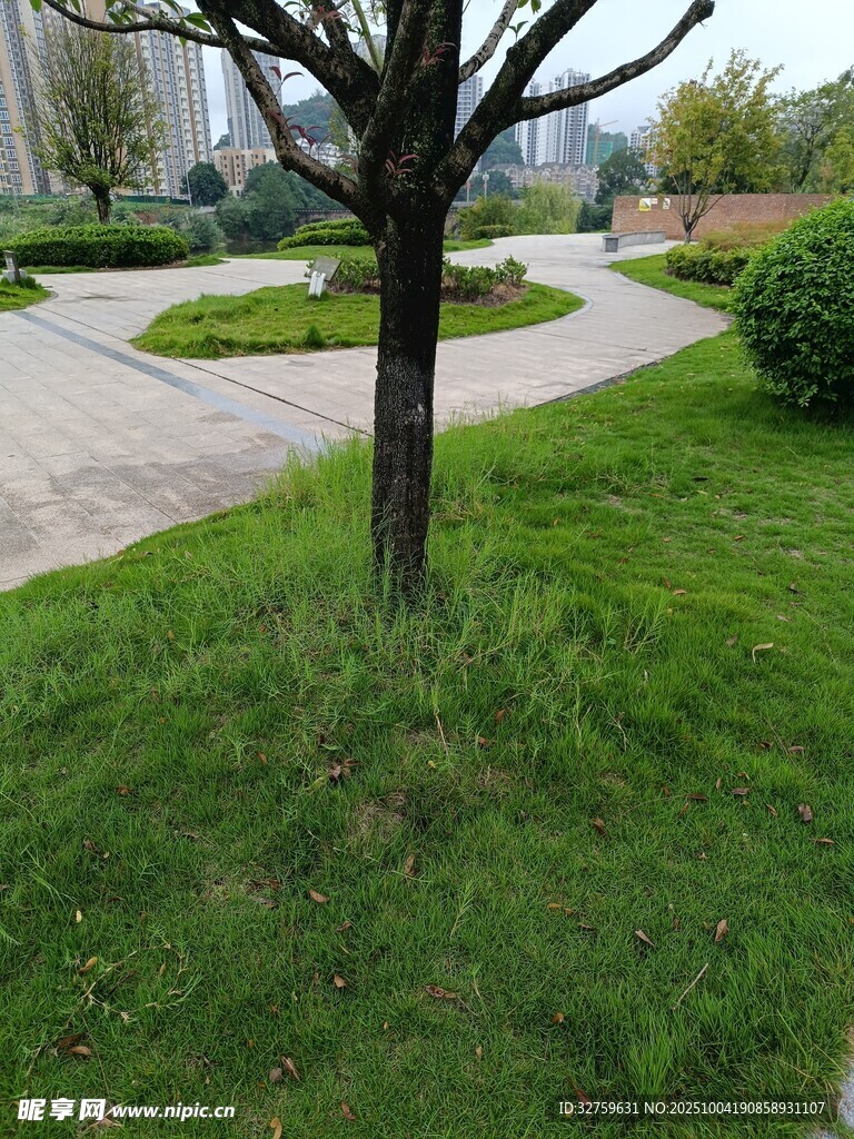 公園中一棵獨(dú)立的樹(shù)木