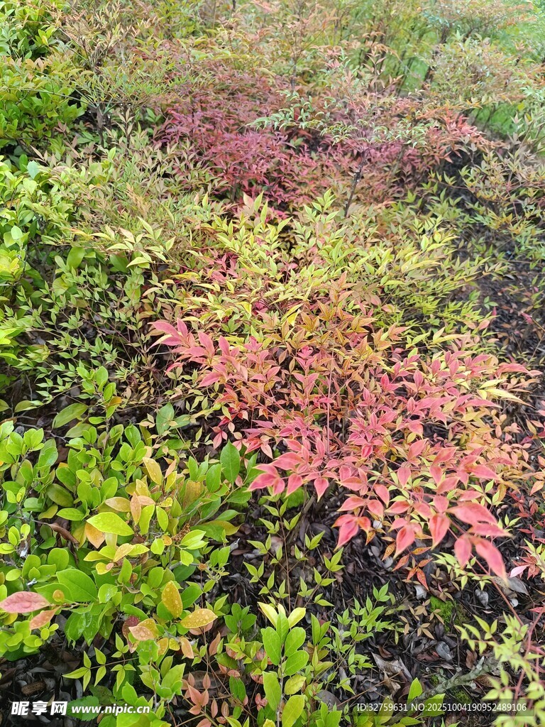 多彩植被景觀
