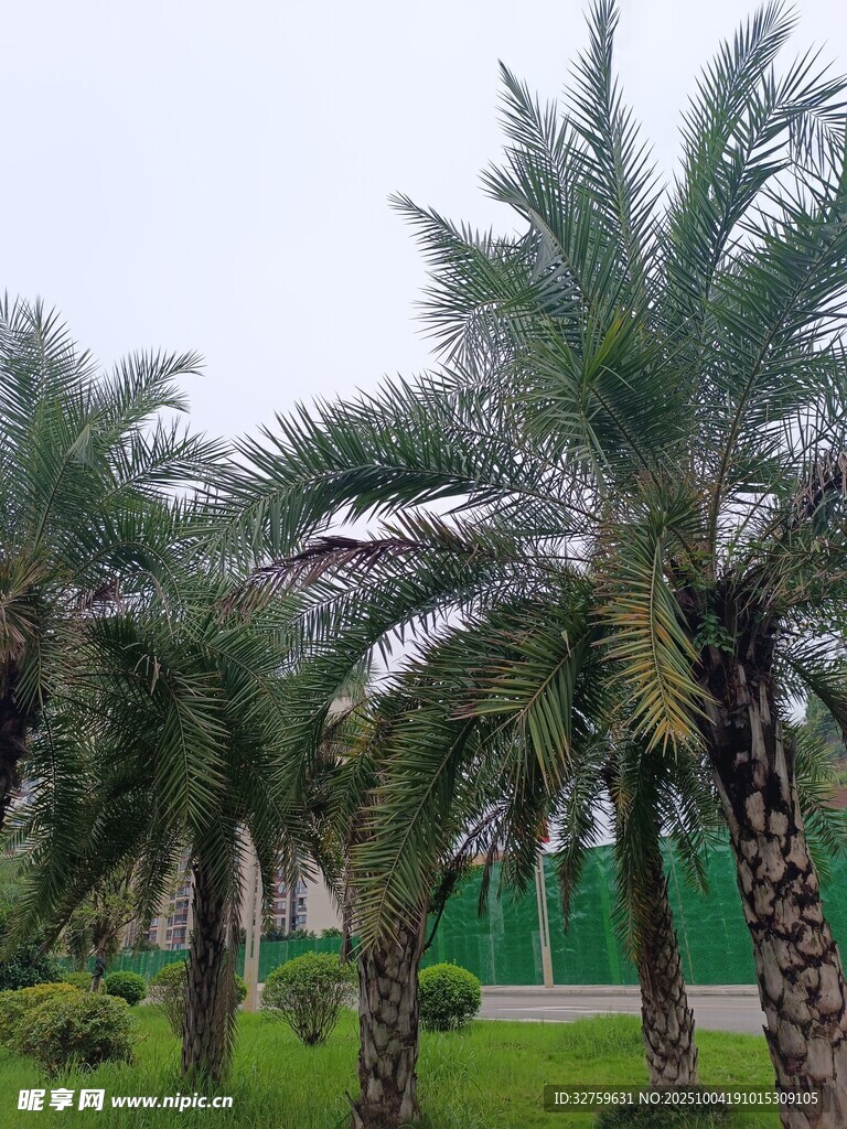 戶外蔥郁棕櫚樹(shù)景觀