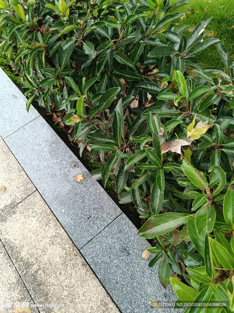 路邊綠植與灰色步道