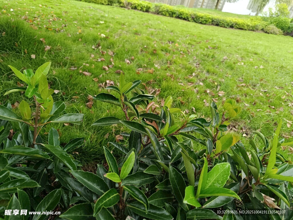翠綠草地與繁茂綠植