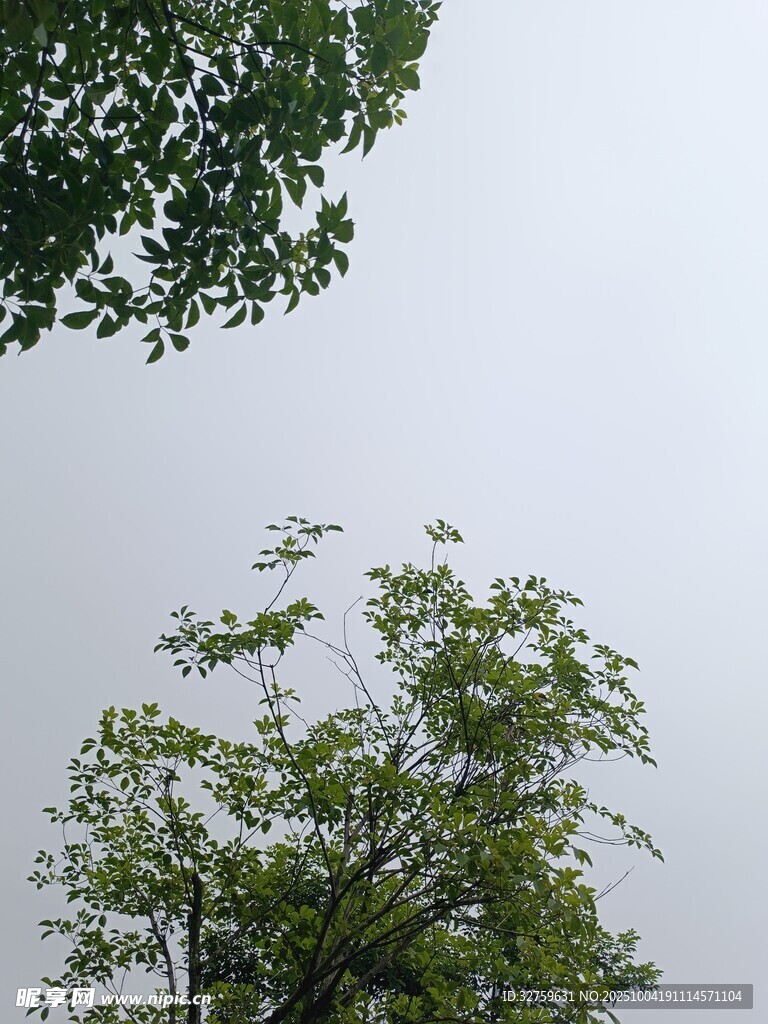 綠樹映灰白天空