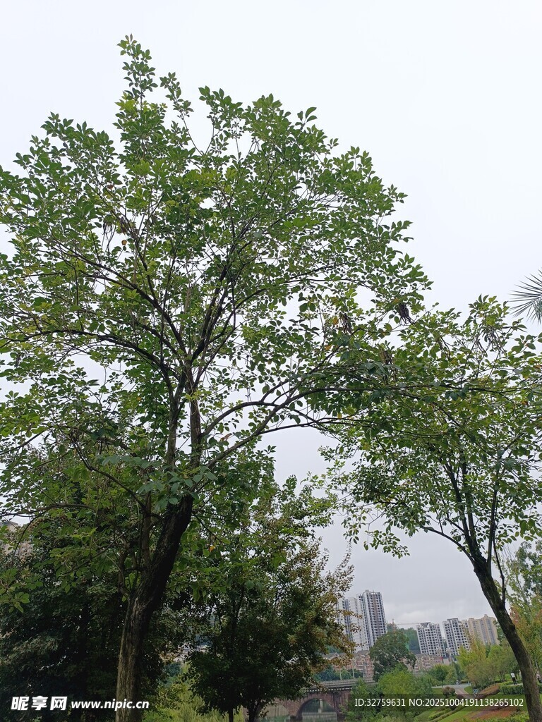 綠樹成蔭的自然景致